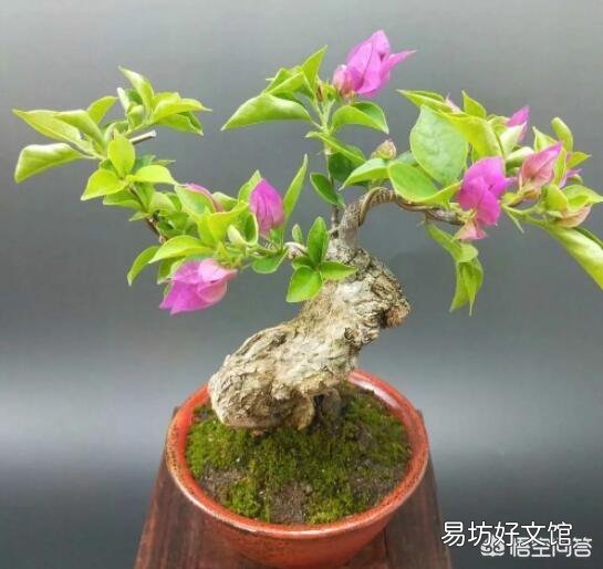 你家里喜欢养一些什么绿色植物?能发一张图片分享一下吗?