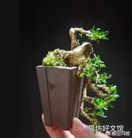 你家里喜欢养一些什么绿色植物?能发一张图片分享一下吗?