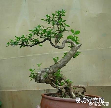 你家里喜欢养一些什么绿色植物?能发一张图片分享一下吗?