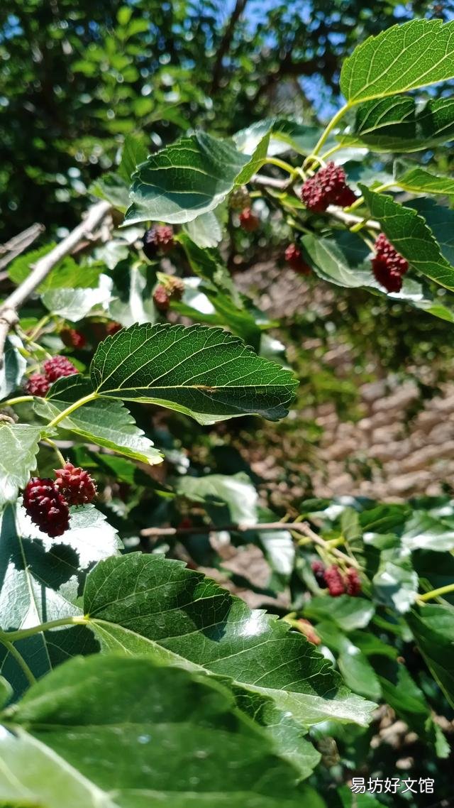 你家里喜欢养一些什么绿色植物?能发一张图片分享一下吗?