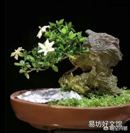 你家里喜欢养一些什么绿色植物?能发一张图片分享一下吗?