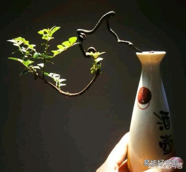 你家里喜欢养一些什么绿色植物?能发一张图片分享一下吗?