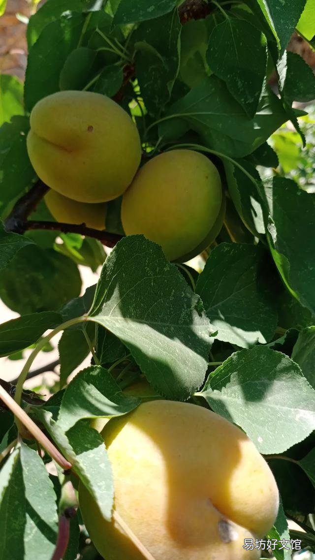 你家里喜欢养一些什么绿色植物?能发一张图片分享一下吗?
