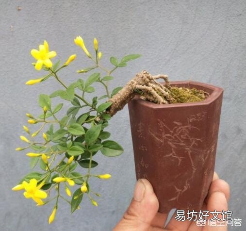 你家里喜欢养一些什么绿色植物?能发一张图片分享一下吗?