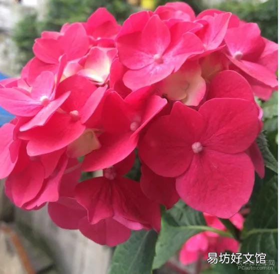 你家里喜欢养一些什么绿色植物?能发一张图片分享一下吗?