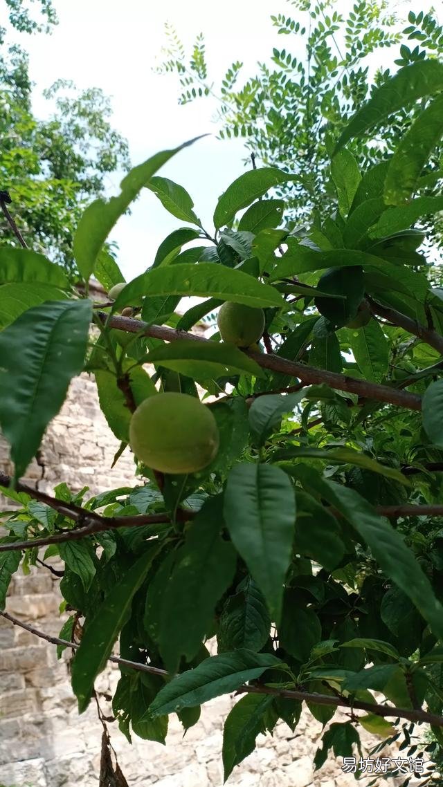 你家里喜欢养一些什么绿色植物?能发一张图片分享一下吗?
