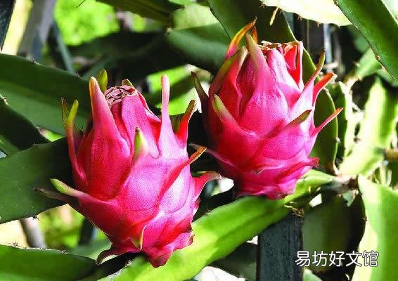 火龙果如何施肥?