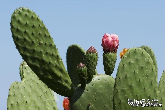 仙人掌如何管理才可保证其生长较旺盛？