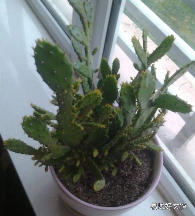 仙人掌如何管理才可保证其生长较旺盛？