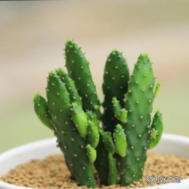 仙人掌如何管理才可保证其生长较旺盛？