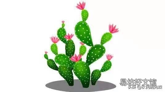 仙人掌如何管理才可保证其生长较旺盛？