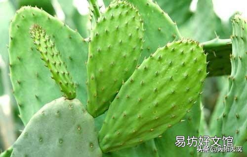 仙人掌如何管理才可保证其生长较旺盛？