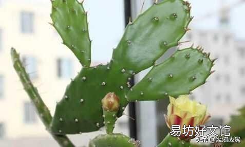 仙人掌如何管理才可保证其生长较旺盛？