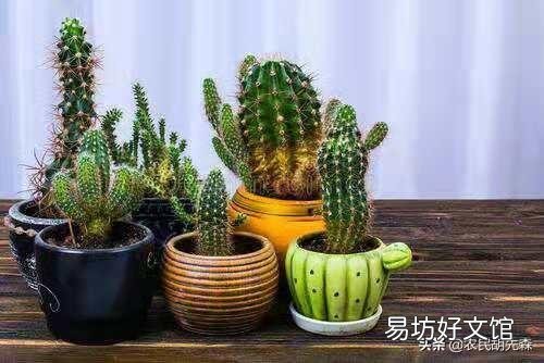 仙人掌如何管理才可保证其生长较旺盛？