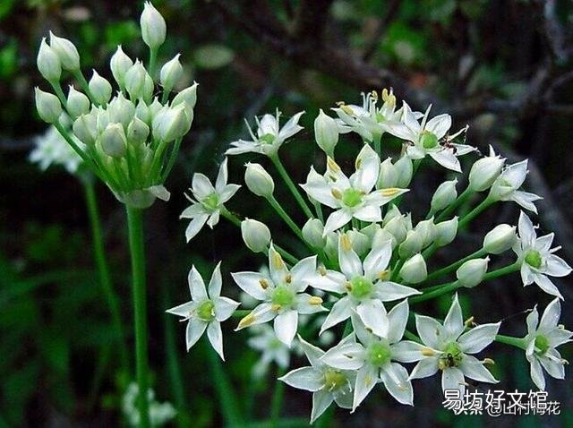 农村菜园子里种植的韭菜开花了，那么韭菜花能吃吗？要怎么做好吃呢？