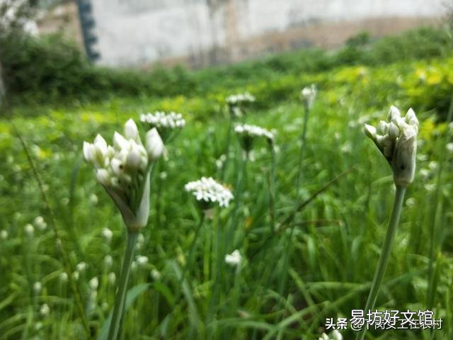 农村菜园子里种植的韭菜开花了，那么韭菜花能吃吗？要怎么做好吃呢？