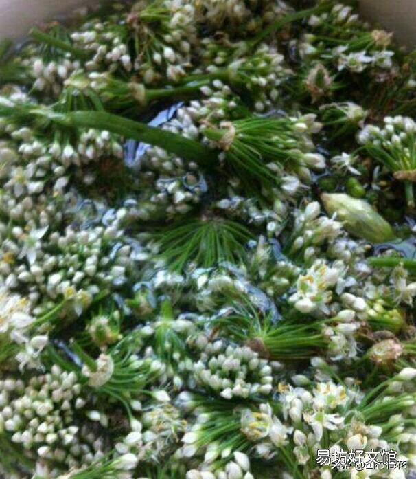农村菜园子里种植的韭菜开花了，那么韭菜花能吃吗？要怎么做好吃呢？