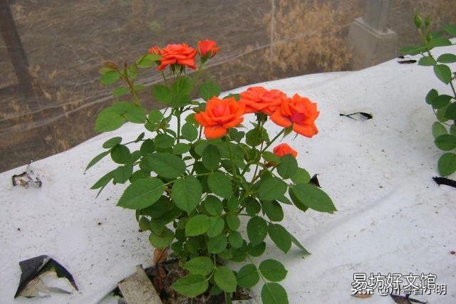 盆栽玫瑰移栽时需要剪花吗?