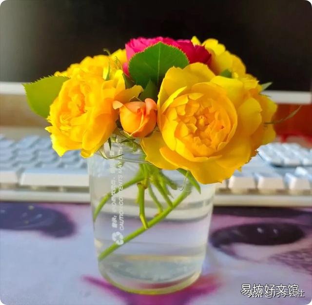 盆栽玫瑰移栽时需要剪花吗?