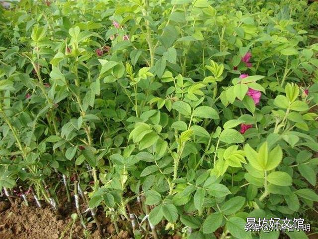 盆栽玫瑰移栽时需要剪花吗?