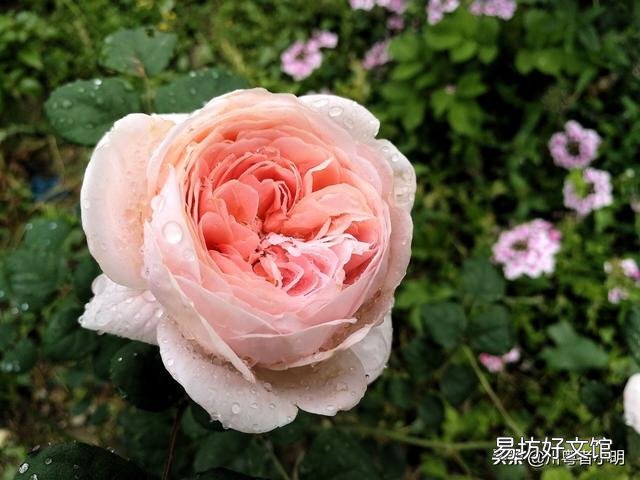 盆栽玫瑰移栽时需要剪花吗?