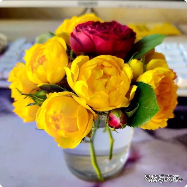 盆栽玫瑰移栽时需要剪花吗?