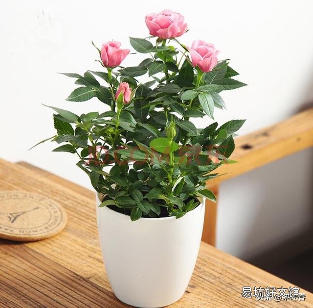盆栽玫瑰移栽时需要剪花吗?