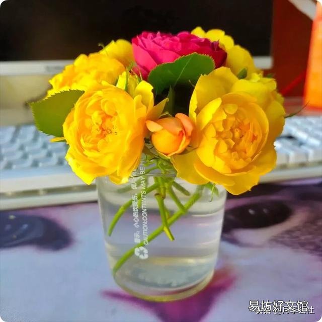 盆栽玫瑰移栽时需要剪花吗?
