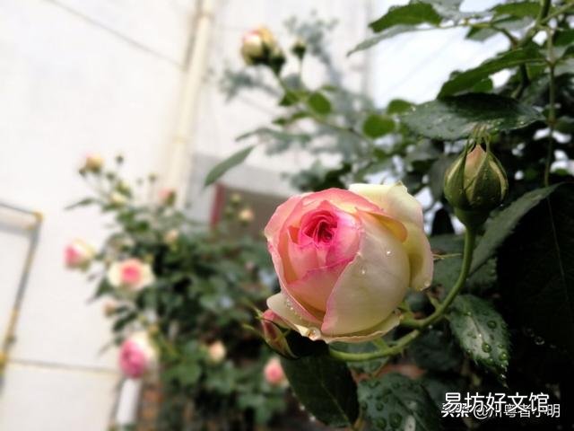盆栽玫瑰移栽时需要剪花吗?