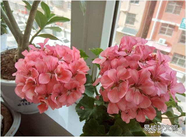沙 夏天扦插天竺葵,开始长势不错,但后来插入土中的部分黑腐怎么处理?