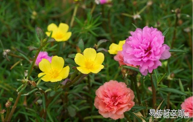 太阳花如何在夏季开花又多、又大、又鲜艳呢？