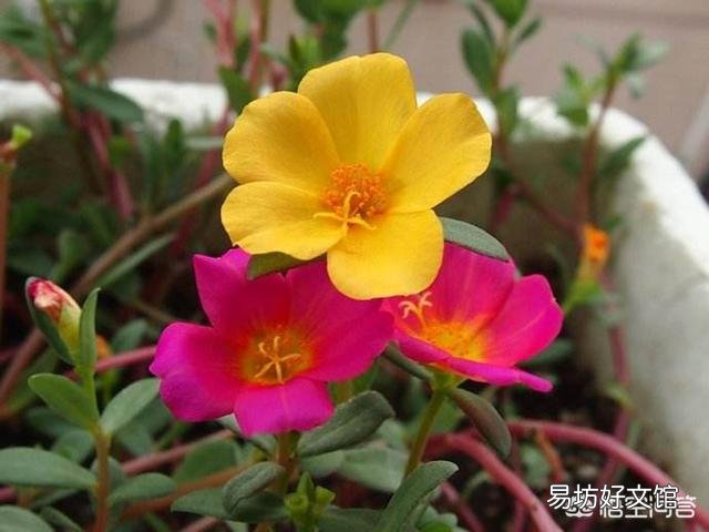 太阳花如何在夏季开花又多、又大、又鲜艳呢？