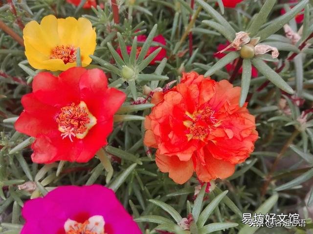 太阳花如何在夏季开花又多、又大、又鲜艳呢？