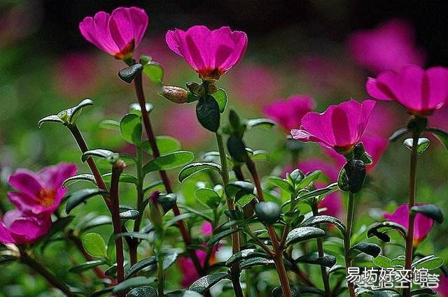 太阳花如何在夏季开花又多、又大、又鲜艳呢？