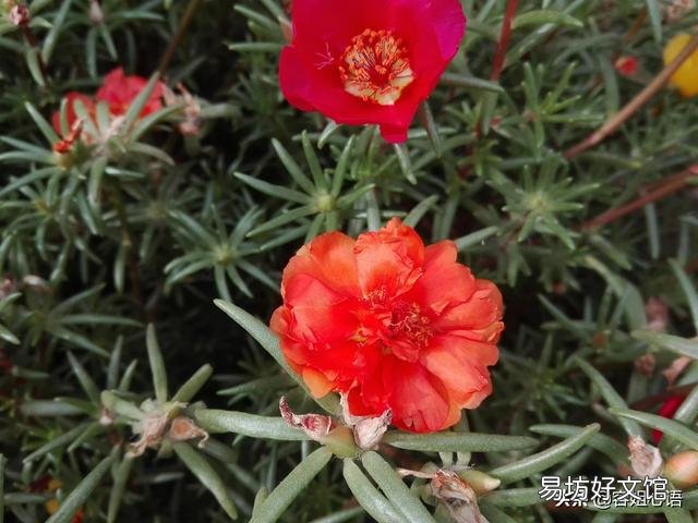 太阳花如何在夏季开花又多、又大、又鲜艳呢？