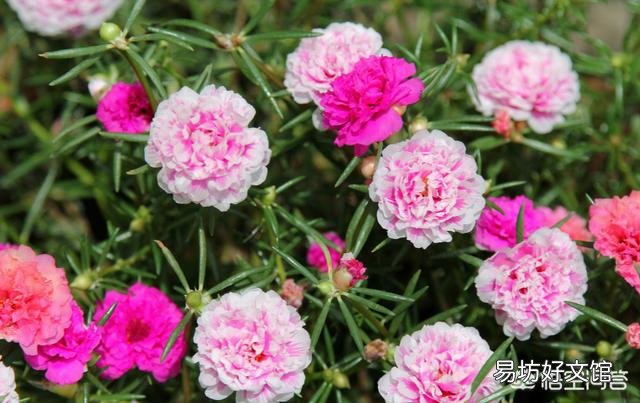 太阳花如何在夏季开花又多、又大、又鲜艳呢？