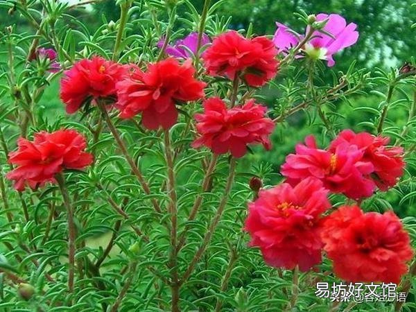 太阳花如何在夏季开花又多、又大、又鲜艳呢？