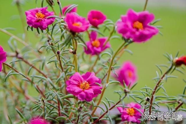 太阳花如何在夏季开花又多、又大、又鲜艳呢？
