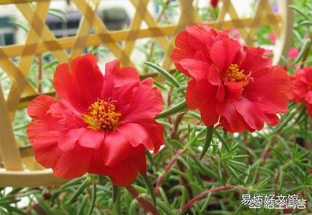 太阳花如何在夏季开花又多、又大、又鲜艳呢？