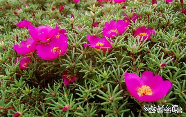 太阳花如何在夏季开花又多、又大、又鲜艳呢？