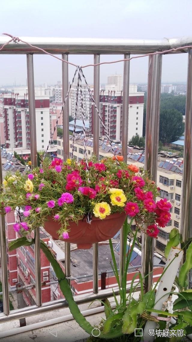太阳花什么盆子栽好看?