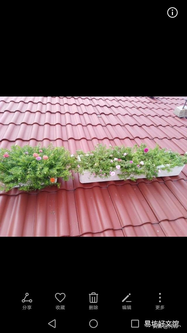 太阳花什么盆子栽好看?