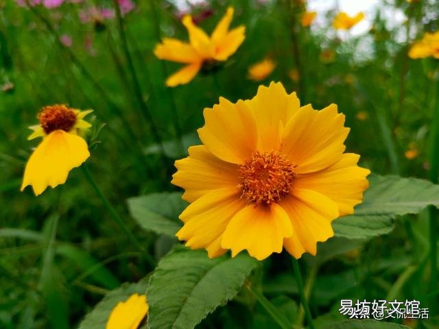 太阳花什么盆子栽好看?