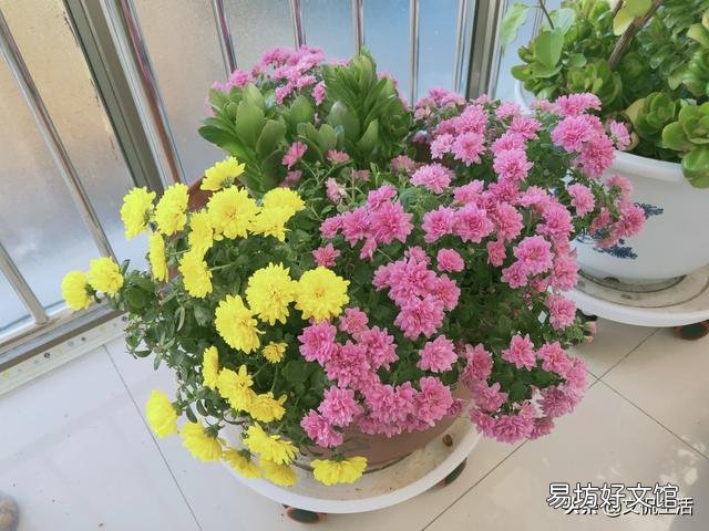 太阳花什么盆子栽好看?