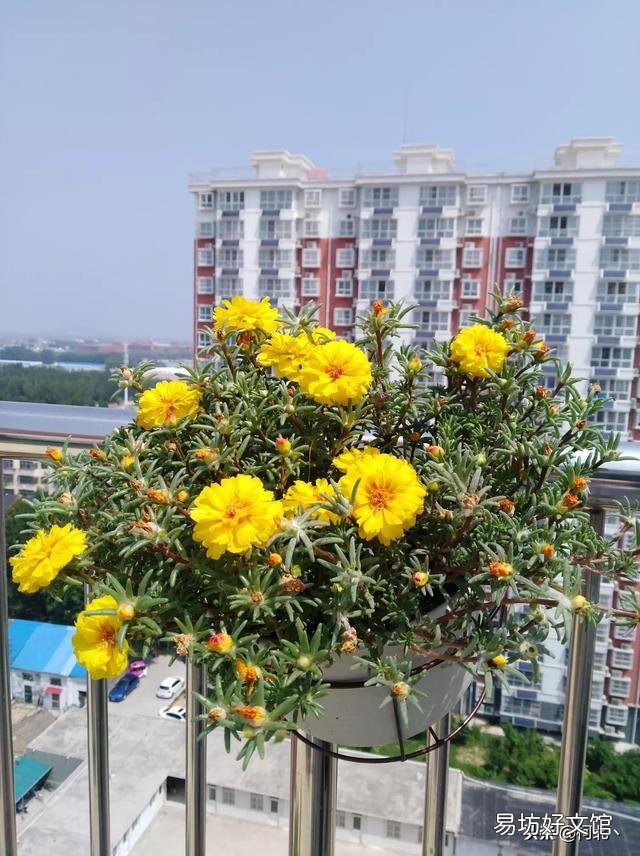 太阳花什么盆子栽好看?