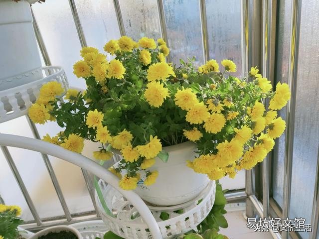 太阳花什么盆子栽好看?