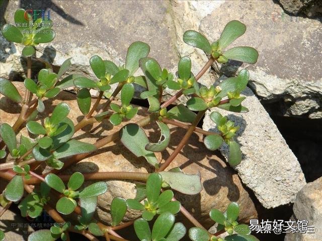 马齿菜为什么那么耐晒?