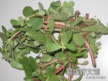 马齿菜为什么那么耐晒?