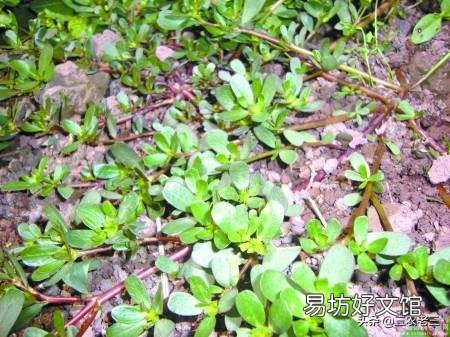 马齿菜为什么那么耐晒?
