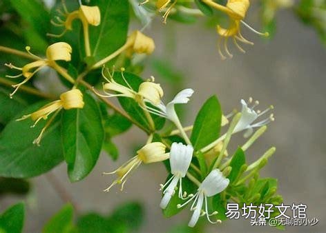 金莲花价格很高,为什么北方很少有人大规模种植?